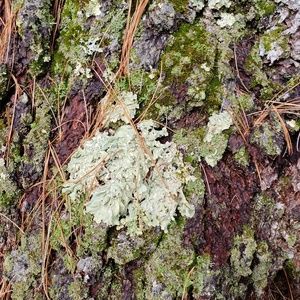 Meet your Posher, Jolina